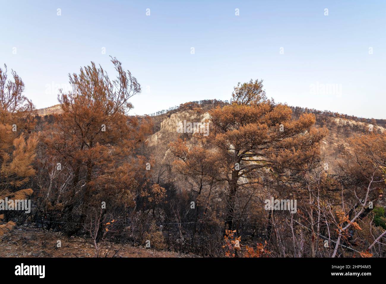 Burned forest in Attica, Greece, after the bushfires at Parnitha Mount ...