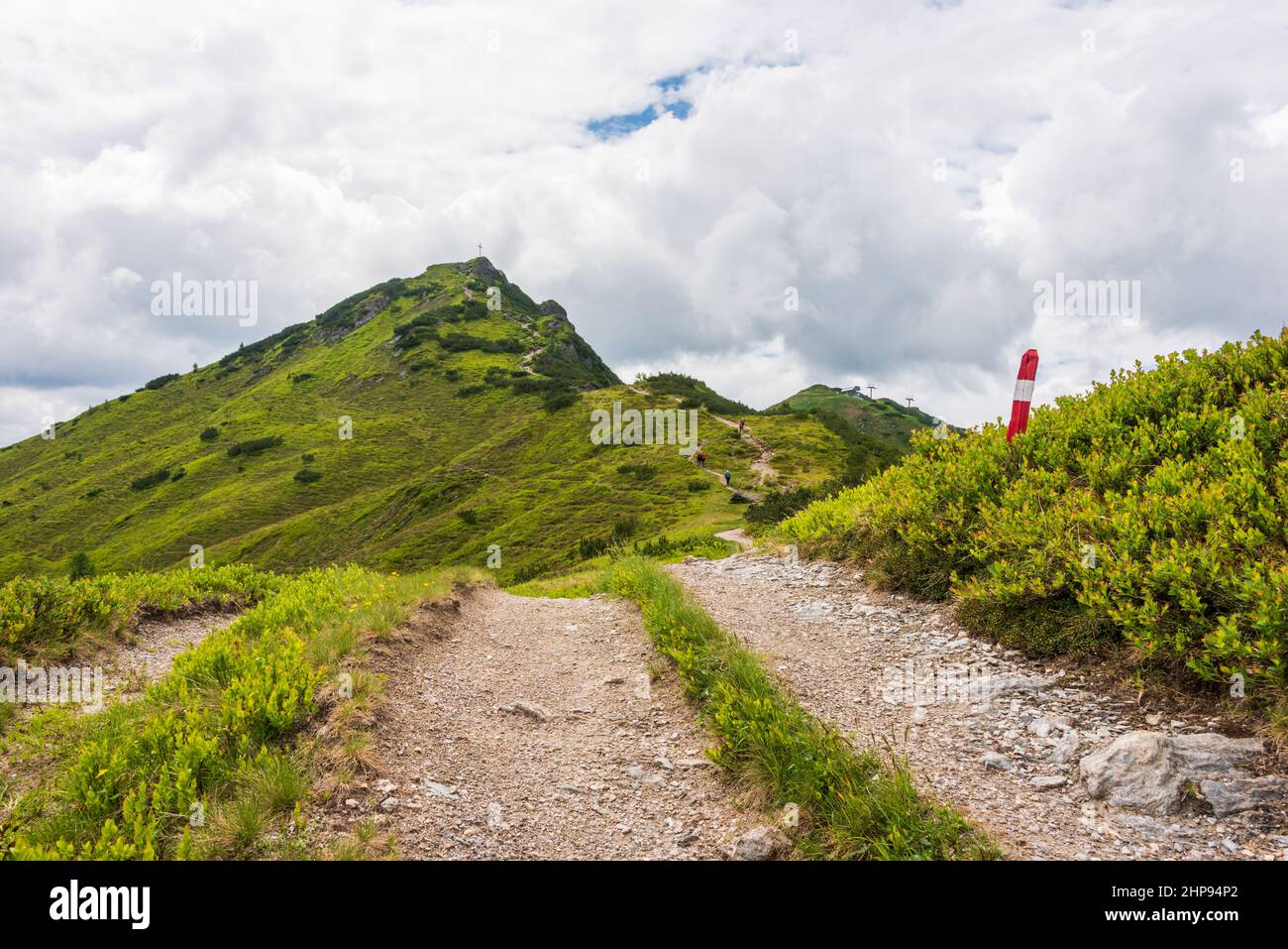 Alpine roses in the mountains hi-res stock photography and images - Alamy