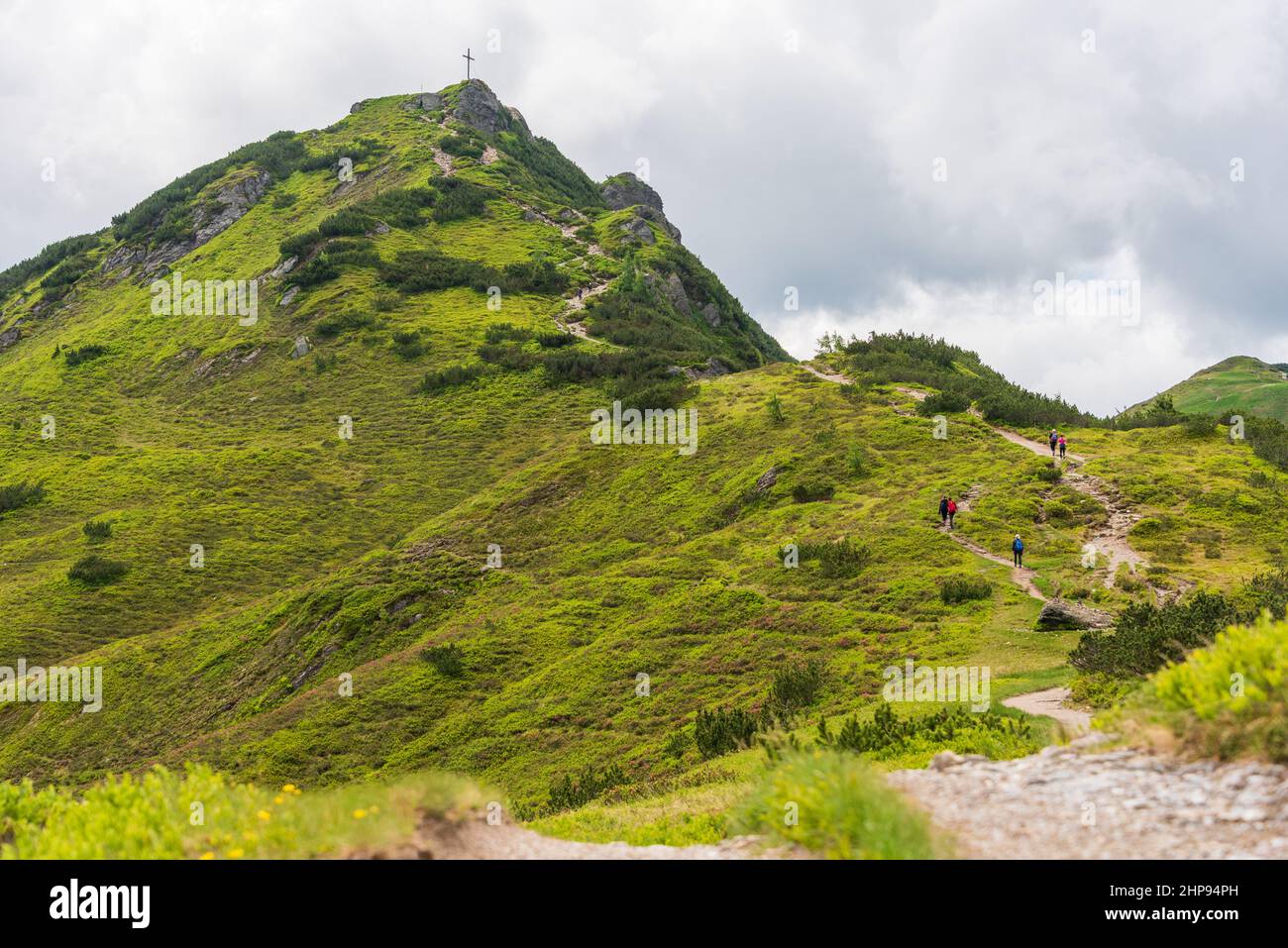 Alpine roses in the mountains hi-res stock photography and images - Alamy