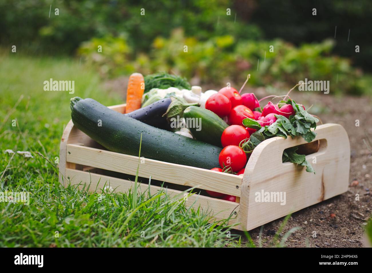 Wooden crate full of vegetables in garden. Harvest in organic farm.  Zucchini, tomatoes, radish, carrot, cauliflower, eggplant in wooden box  Stock Photo - Alamy