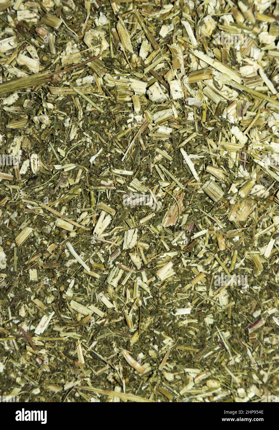 Artemisia annua, sweet wormwood, Stock Photo