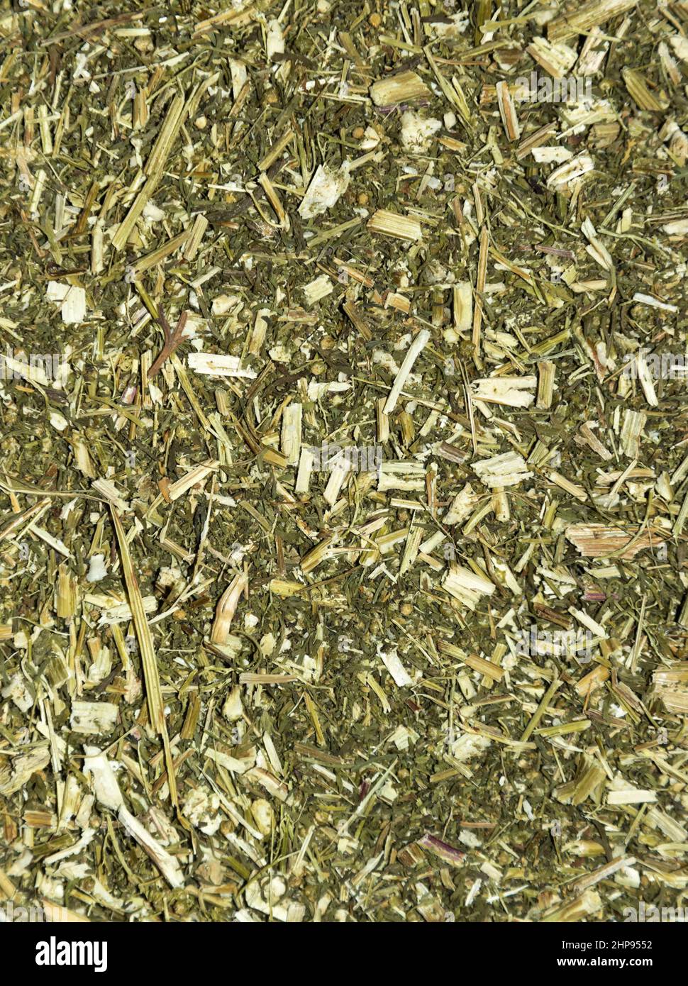 Artemisia annua, sweet wormwood, Stock Photo