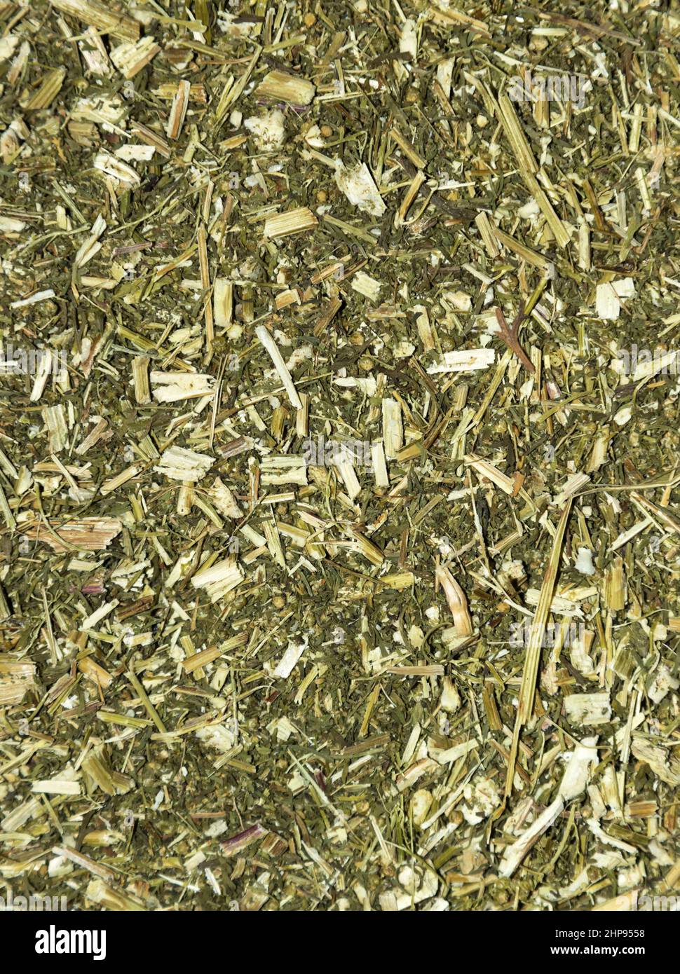 Artemisia annua, sweet wormwood, Stock Photo