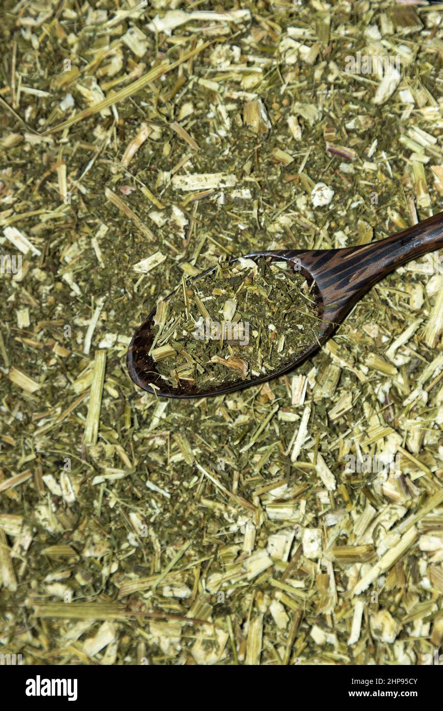 Artemisia annua, sweet wormwood, Stock Photo