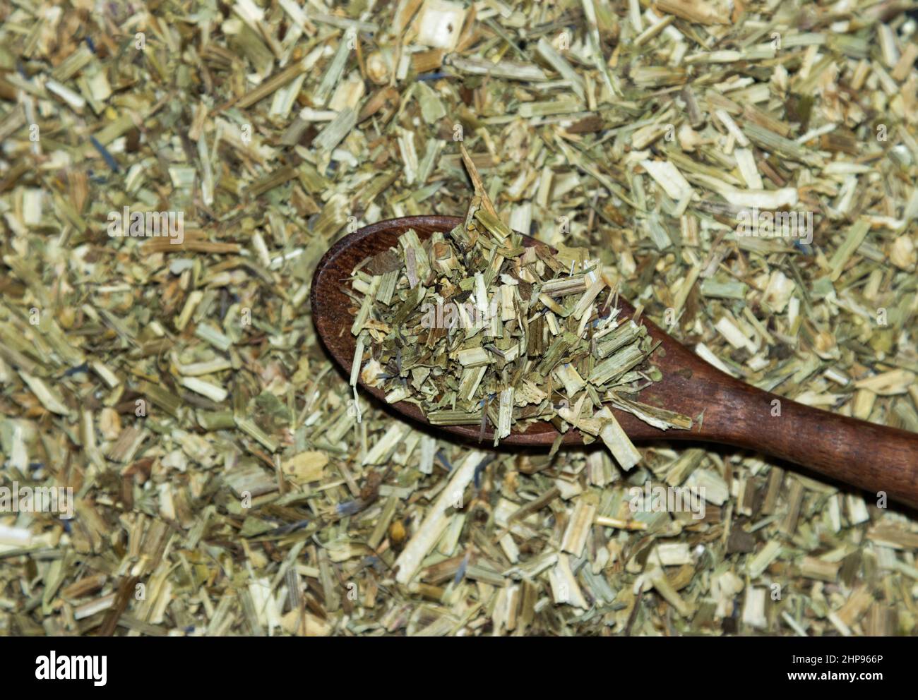 Common chicory (Cichorium intybus) Stock Photo