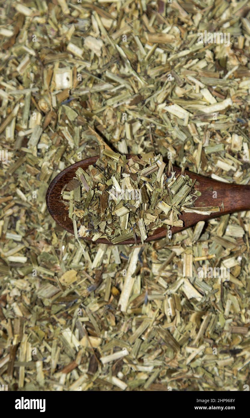 Common chicory (Cichorium intybus) Stock Photo