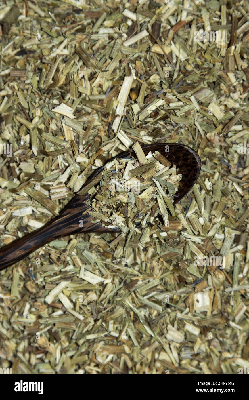 Common chicory (Cichorium intybus) Stock Photo