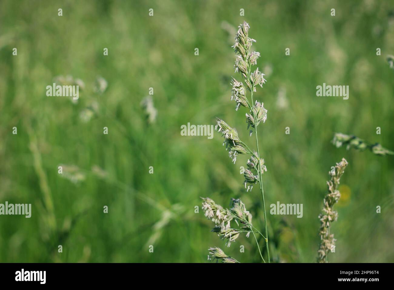 Close-up of wild grass, Poa annua, blooming on a rural background. Stock Photo