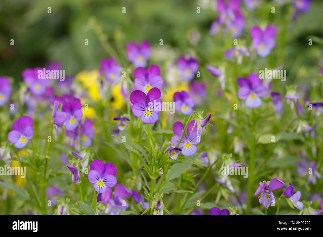 Wild pansies, viola tricolor, also known as johnny jump up. Stock Photo