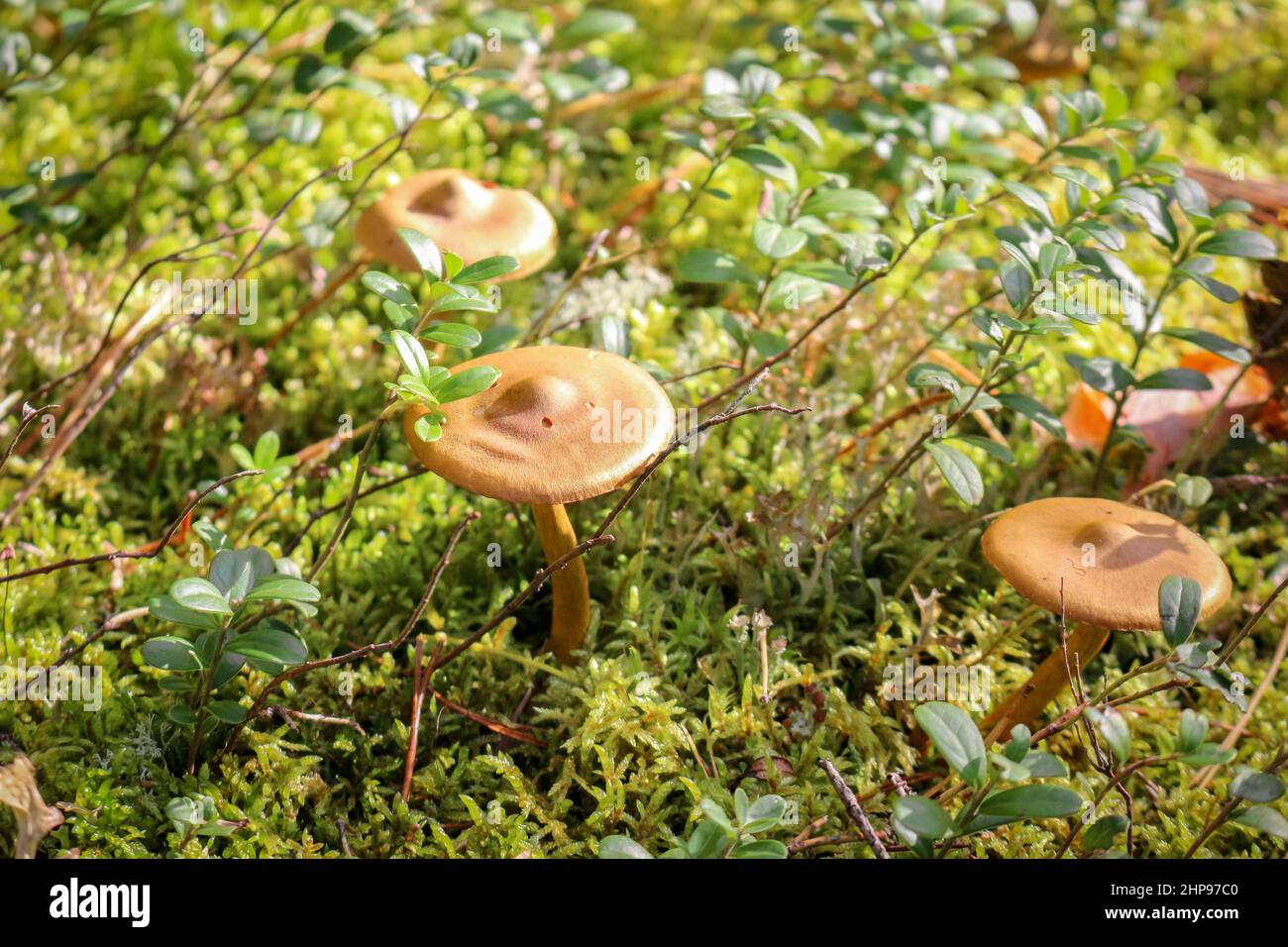 Wild brown mushrooms in a wet autumn coniferous forest. Stock Photo