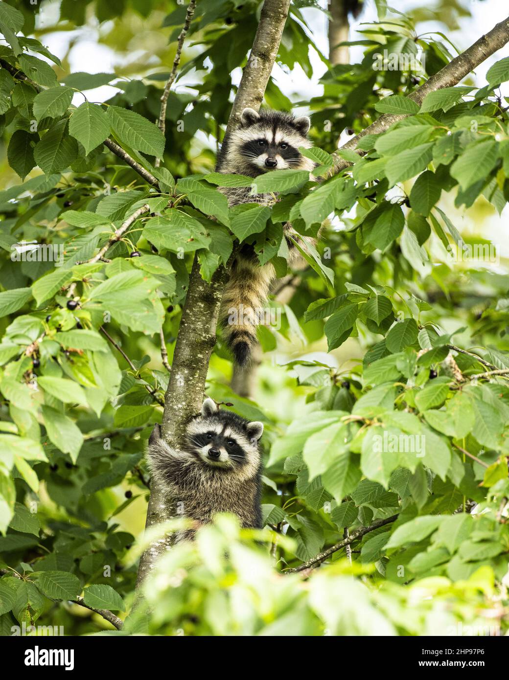 Adorable fluffy striped racoons on the tree in the wild Stock Photo - Alamy
