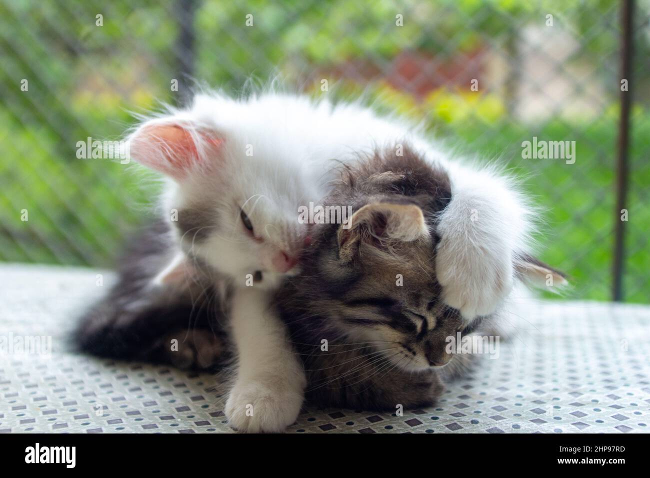 Closeup of the adorable fluffy kittens playing with each other Stock ...