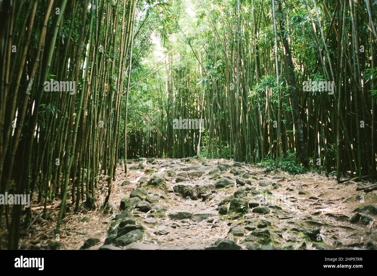 View of Bamboo Hike Maui Hawaii Stock Photo Alamy