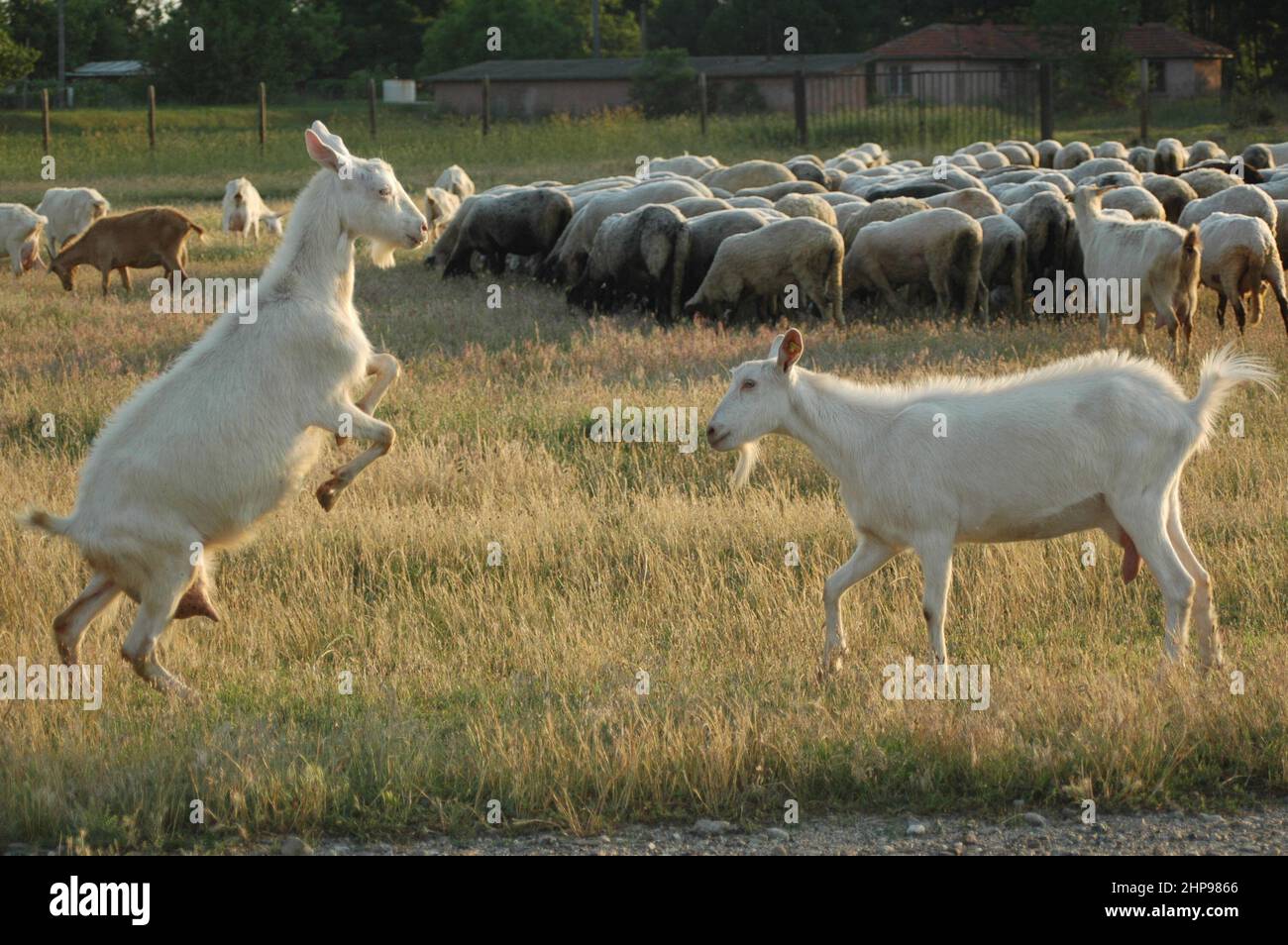 Goat Clashing Goat fighting hi-res stock photography and images - Alamy