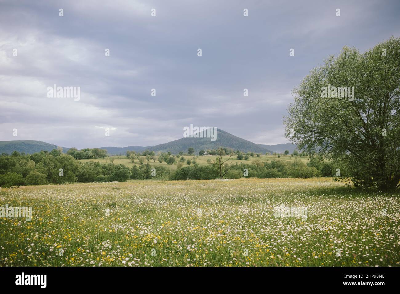 Lush green trees standing tall hi-res stock photography and images - Alamy