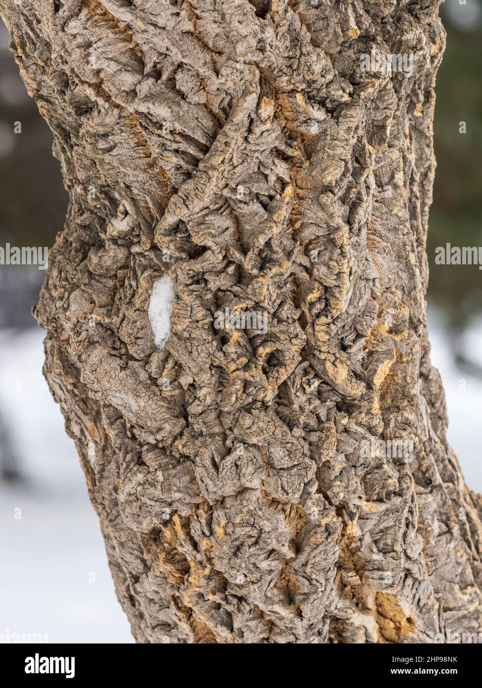 Cork tree bark texture with snow. Tree bark texture with snow. Natural
