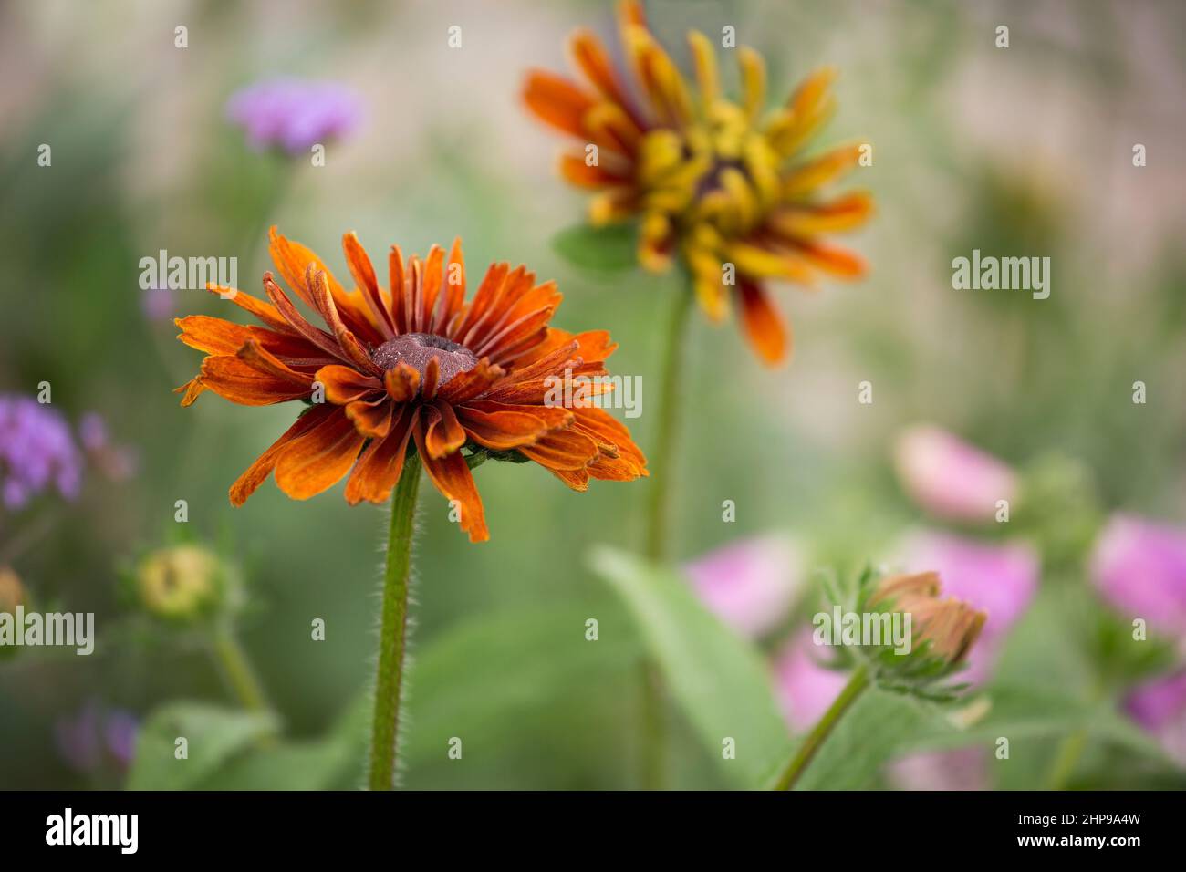 A sea of beautiful, colorful flowers in summertime Stock Photo