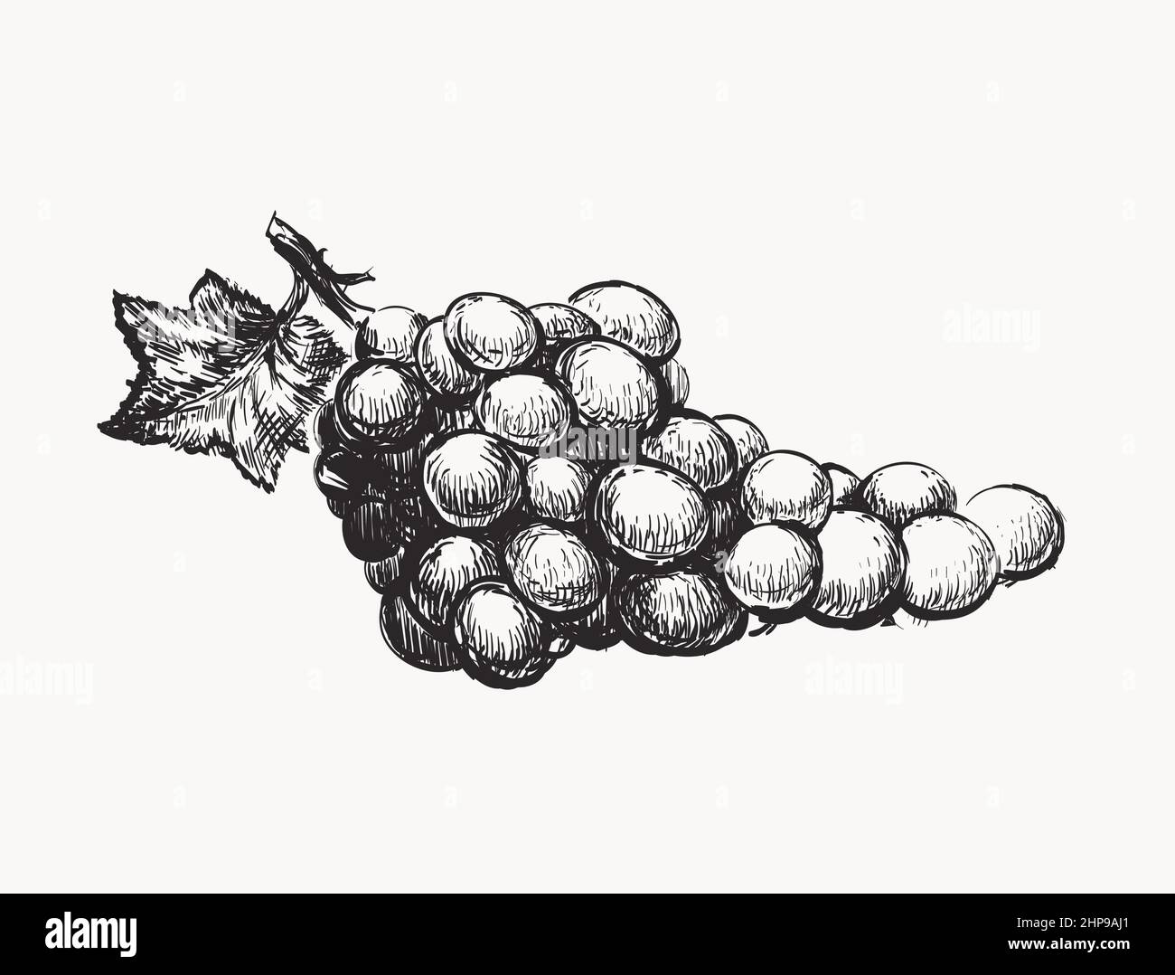 Grapes vector illustration. Ink line draw vector Stock Vector Image
