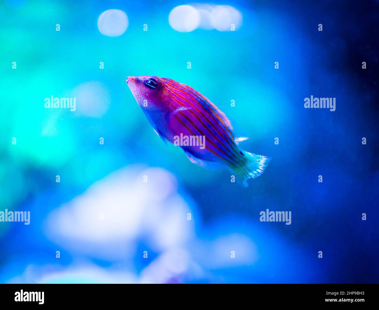 six line wrasse (Pseudocheilinus hexataenia) swimming on a reef tank with blurred background Stock Photo