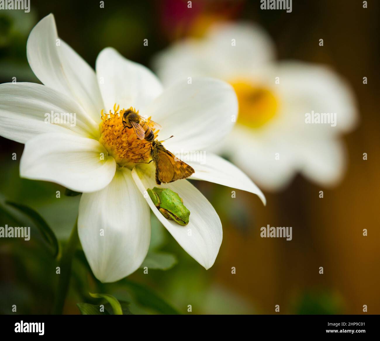 Closeup of a honeybee, butterfly and green tree frog all on one white flower in summer Stock Photo