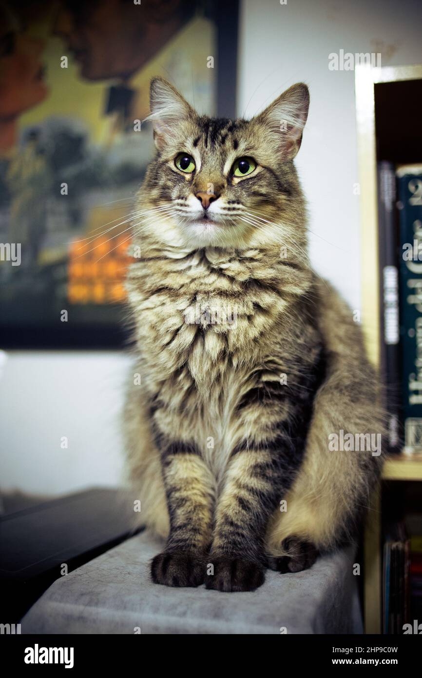 Adorable fluffy cat sitting on the couch Stock Photo - Alamy