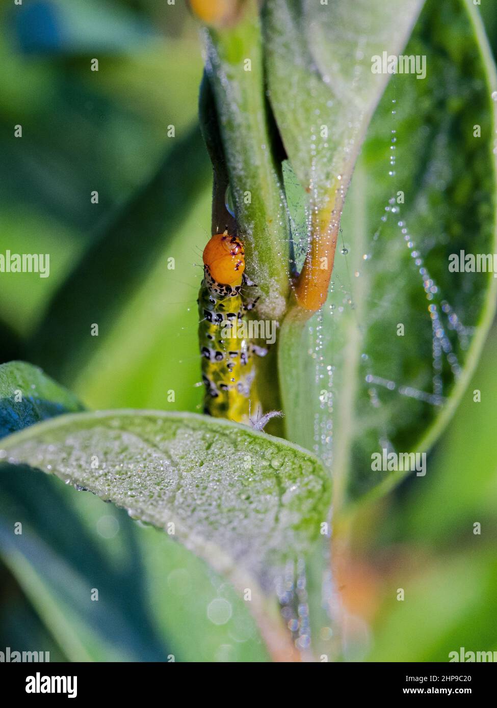 Vertical closeup shot of a caterpillar on a plant stem Stock Photo - Alamy