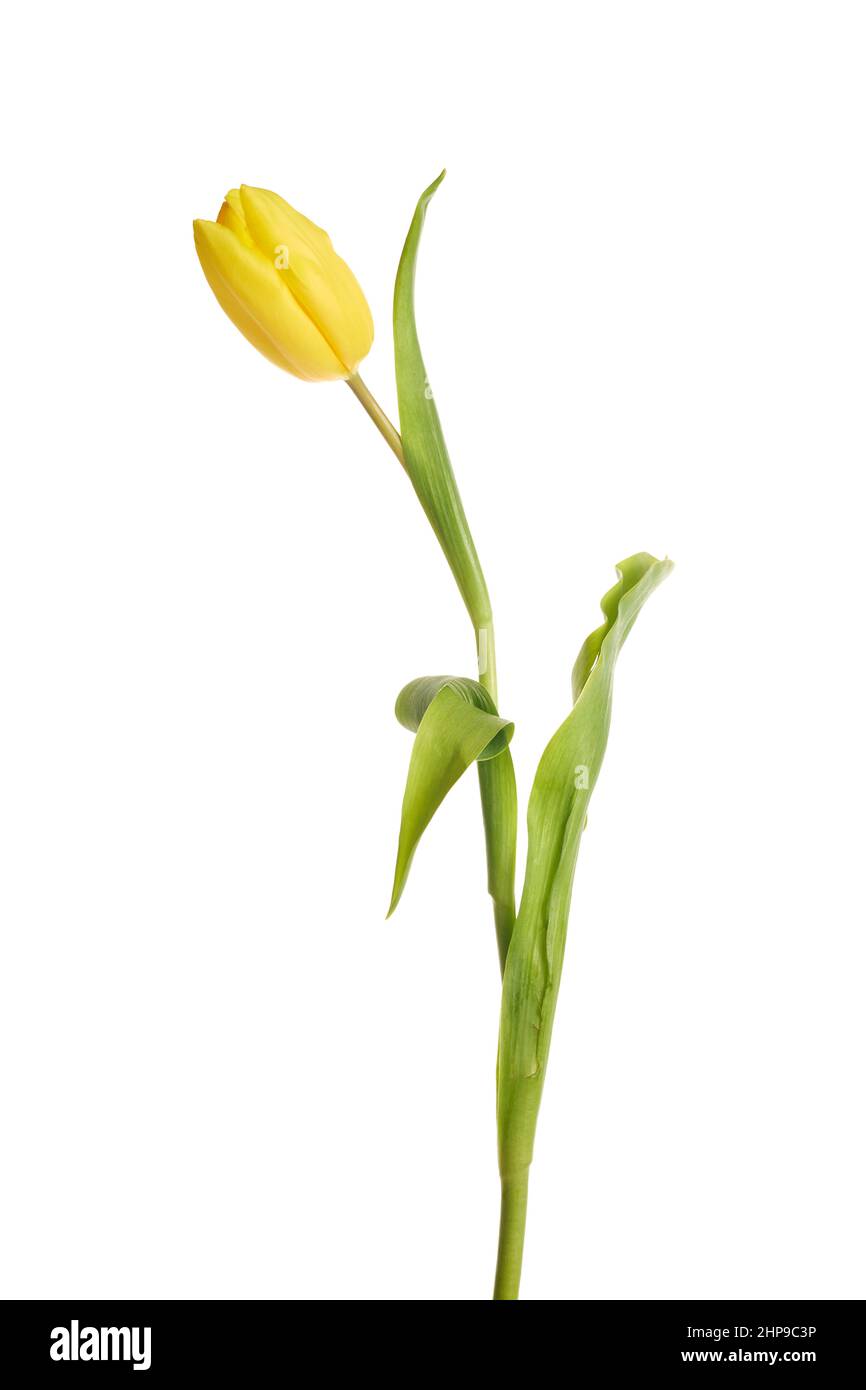 Beautiful yellow tulip isolated on white background Stock Photo - Alamy