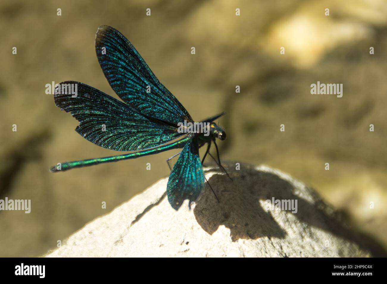 Close-up shot of a dragonfly on the stone under the sunlight Stock ...