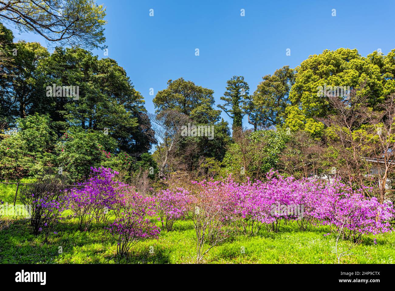Tokyo, Japan purple pink azalea rhododendron flowers in springtime at ...