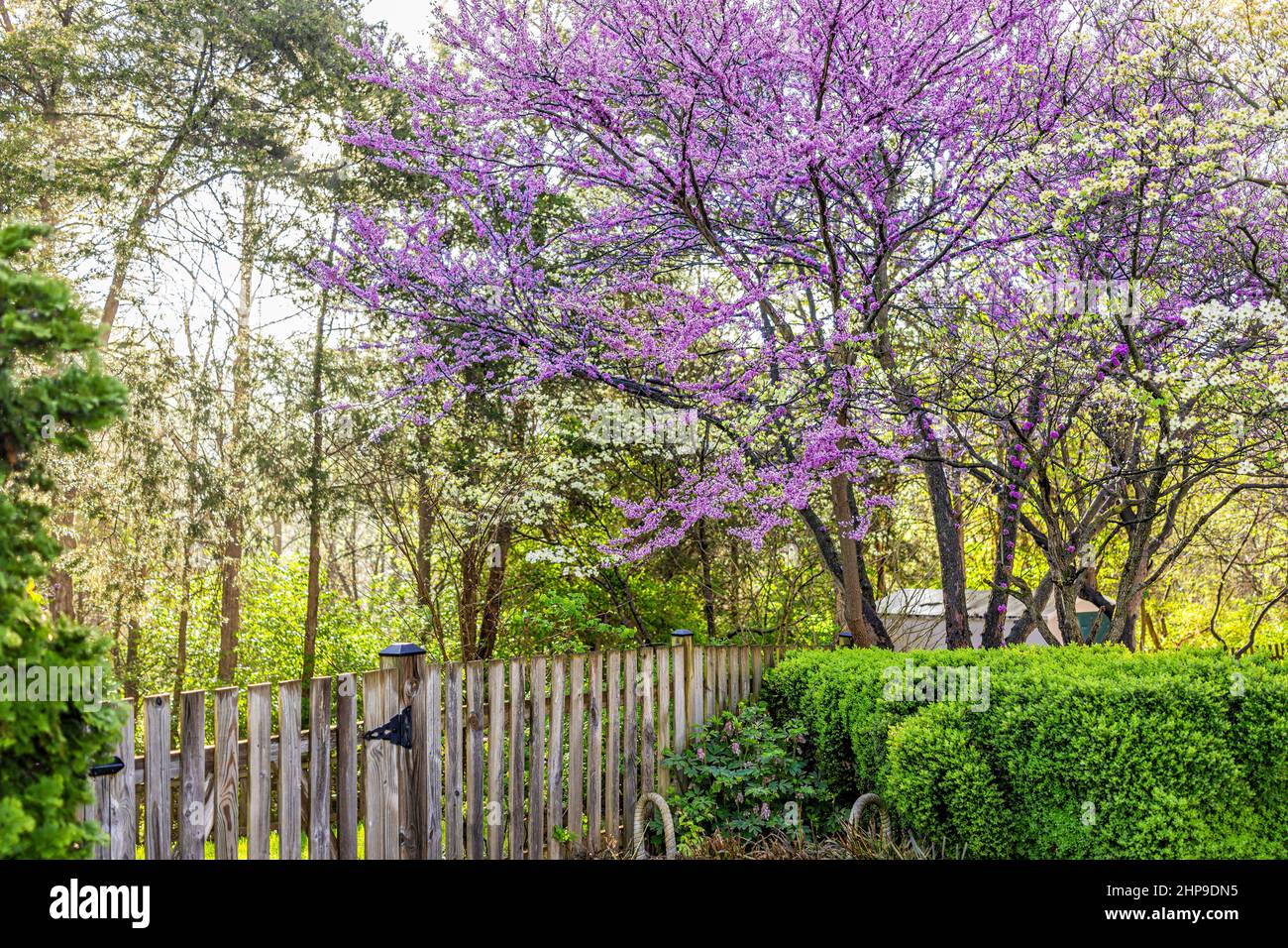 Cercis canadensis eastern redbud branches hires stock photography and