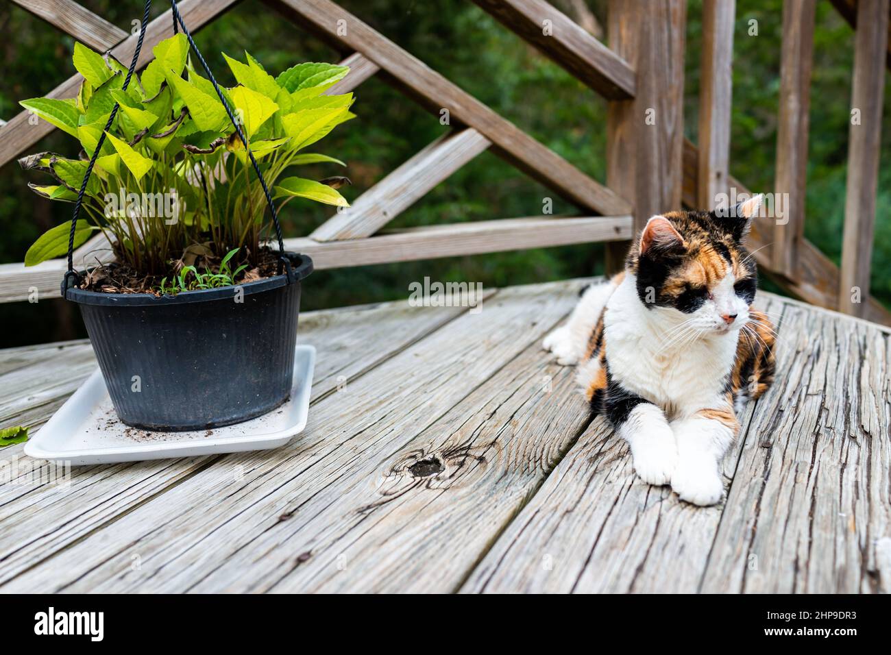 Old underweight senior calico cat lying down on wood deck patio in outdoor garden of house on floor by Purple Coneflower potted plant green leaves Stock Photo
