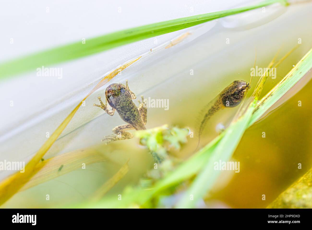 Closeup macro of two small Virginia treefrog tadpoles swimming in aquarium with feet on plastic container tank and plants leaves Stock Photo