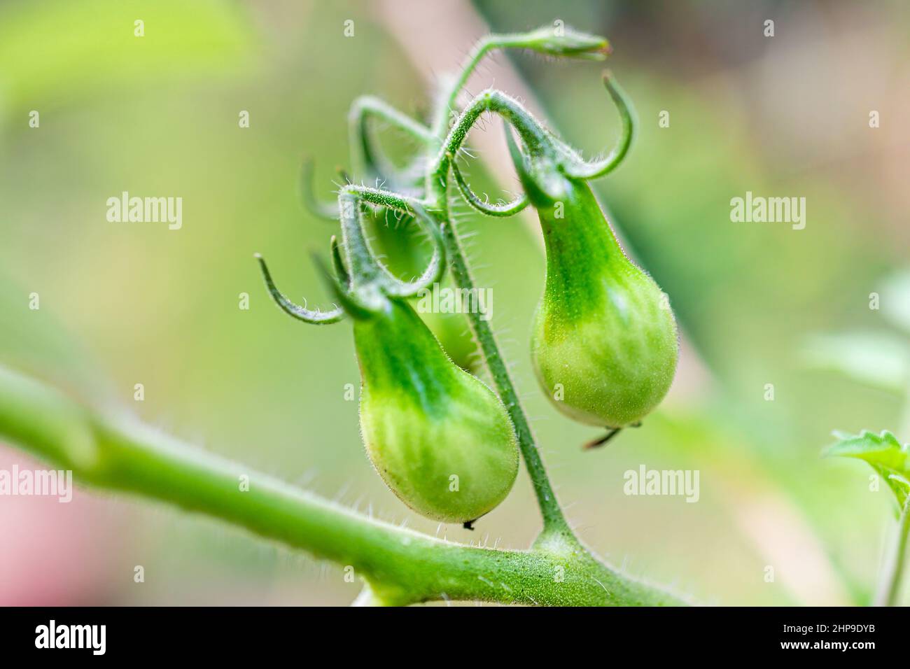 Yellow pear variety of small green unripe cherry tomatoes cluster group hanging growing on plant vine in garden macro closeup Stock Photo