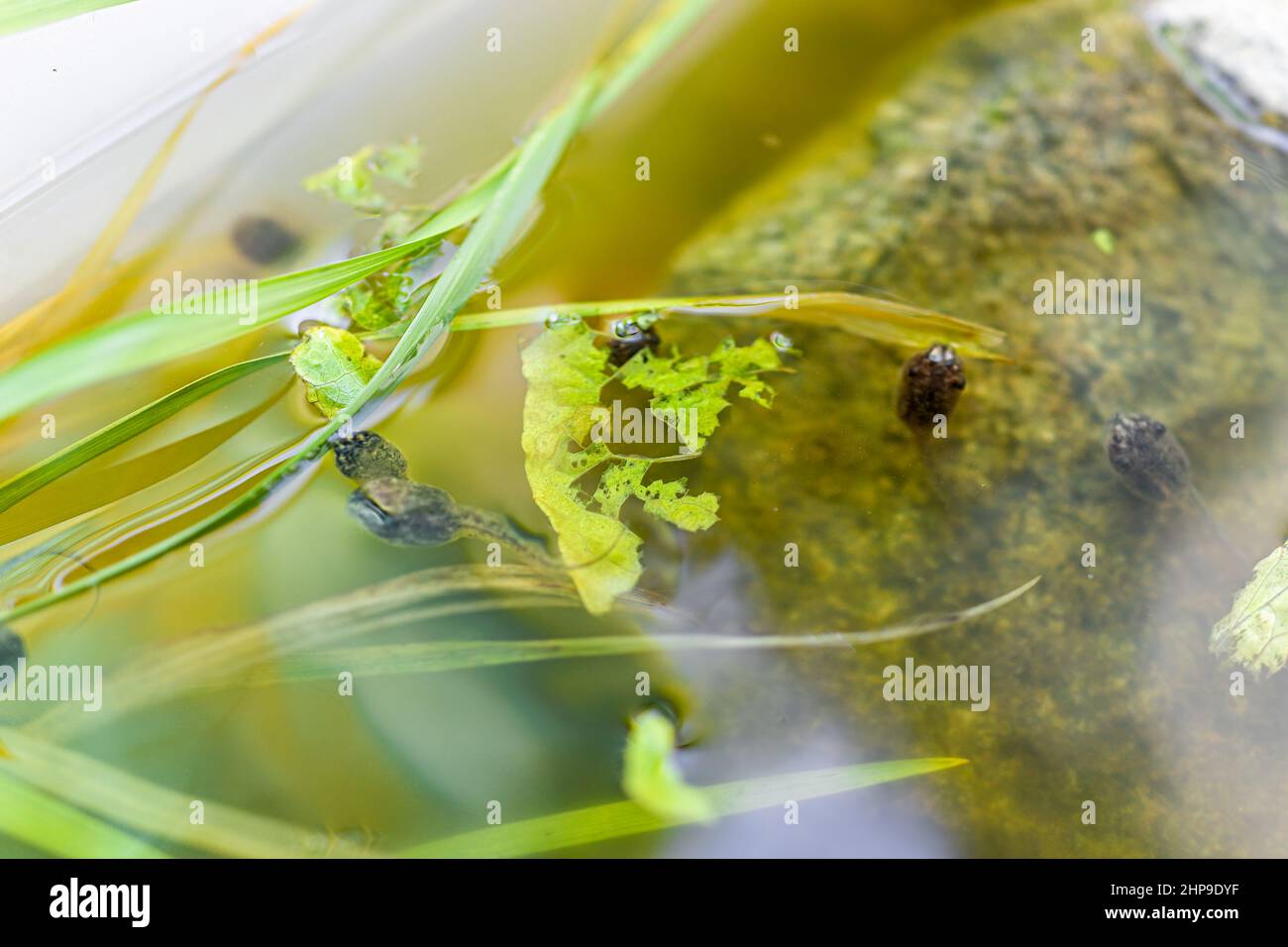 Closeup macro of Virginia treefrogs tadpoles frogs swimming in aquarium eating green lettuce leaves for food by rock Stock Photo