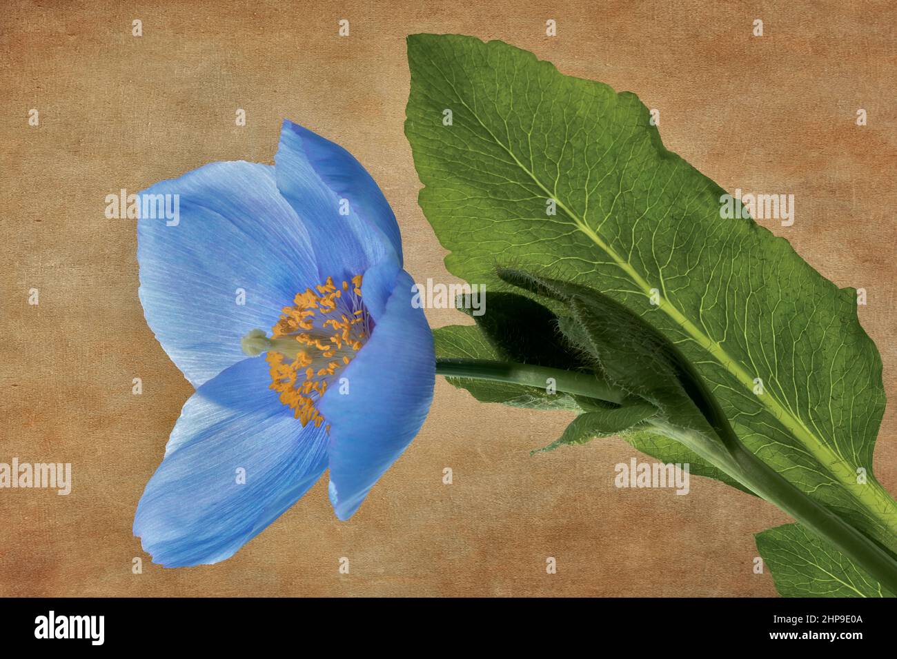 Blue himalayan hi-res stock photography and images - Alamy