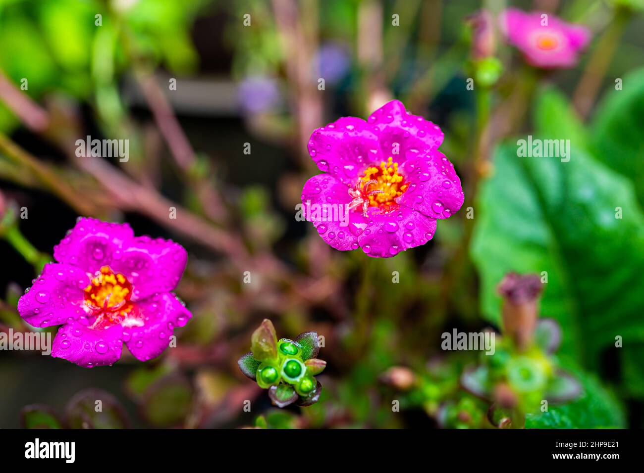 Macro closeup of green leaves and pink purple flowers of edible purslane plant in pot flowerpot outside blooming in garden with texture of dew water d Stock Photo
