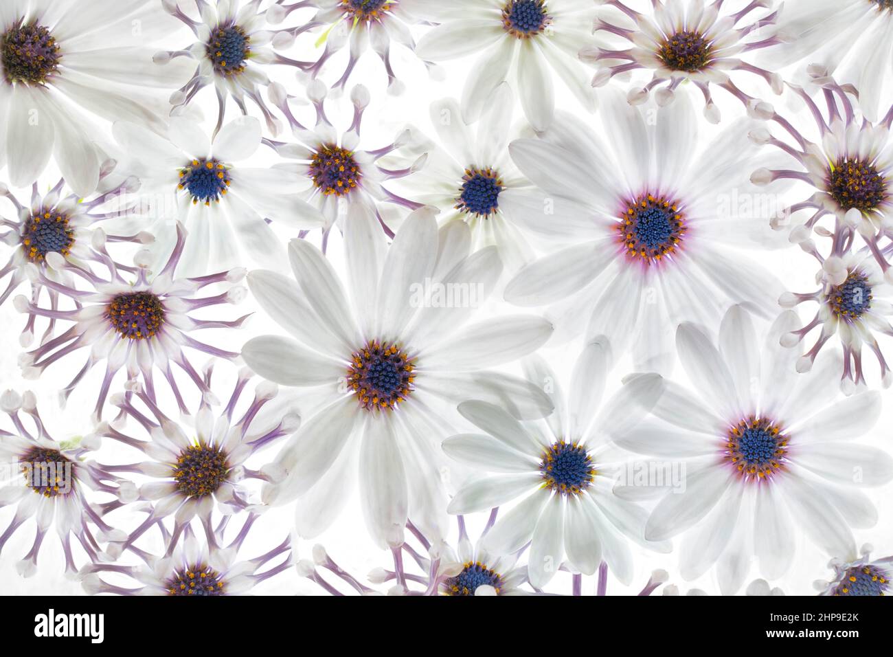 Close up of white flower arrangement. Osteospermum - Spider White and Asti White Stock Photo