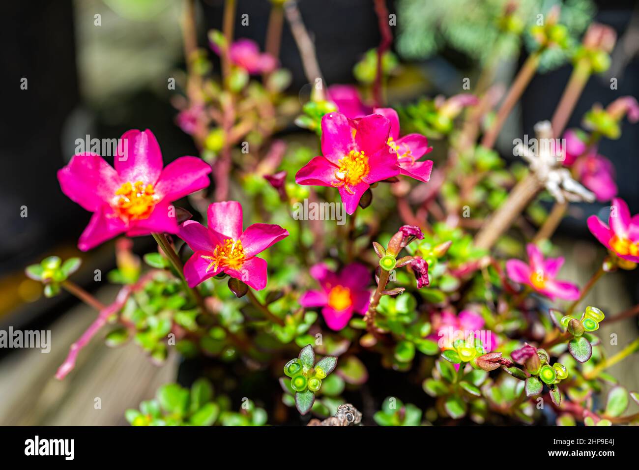 Closeup of green succulent leaves and pink purple flowers of edible purslane plant in pot flowerpot outside blooming in garden sunlight Stock Photo