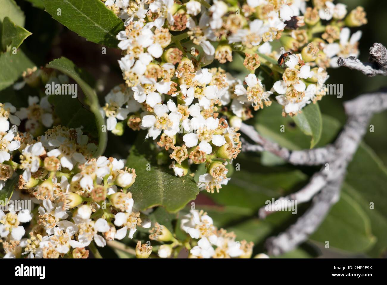 White flowering racemose panicle inflorescence of Heteromeles