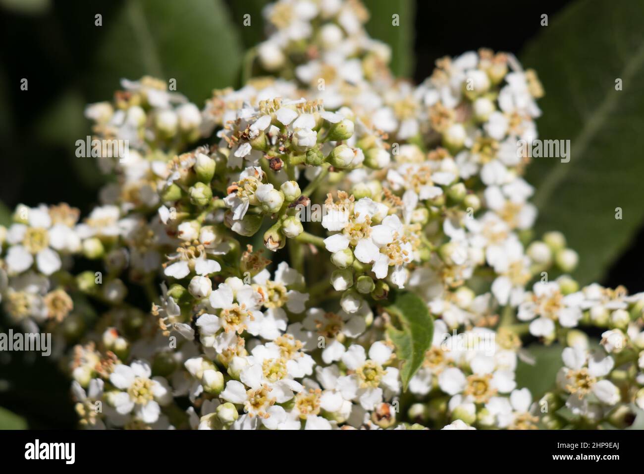 White flowering racemose panicle inflorescence of Heteromeles Arbutifolia, Rosaceae, native evergreen shrub in the San Gabriel Mountains, Summer. Stock Photo