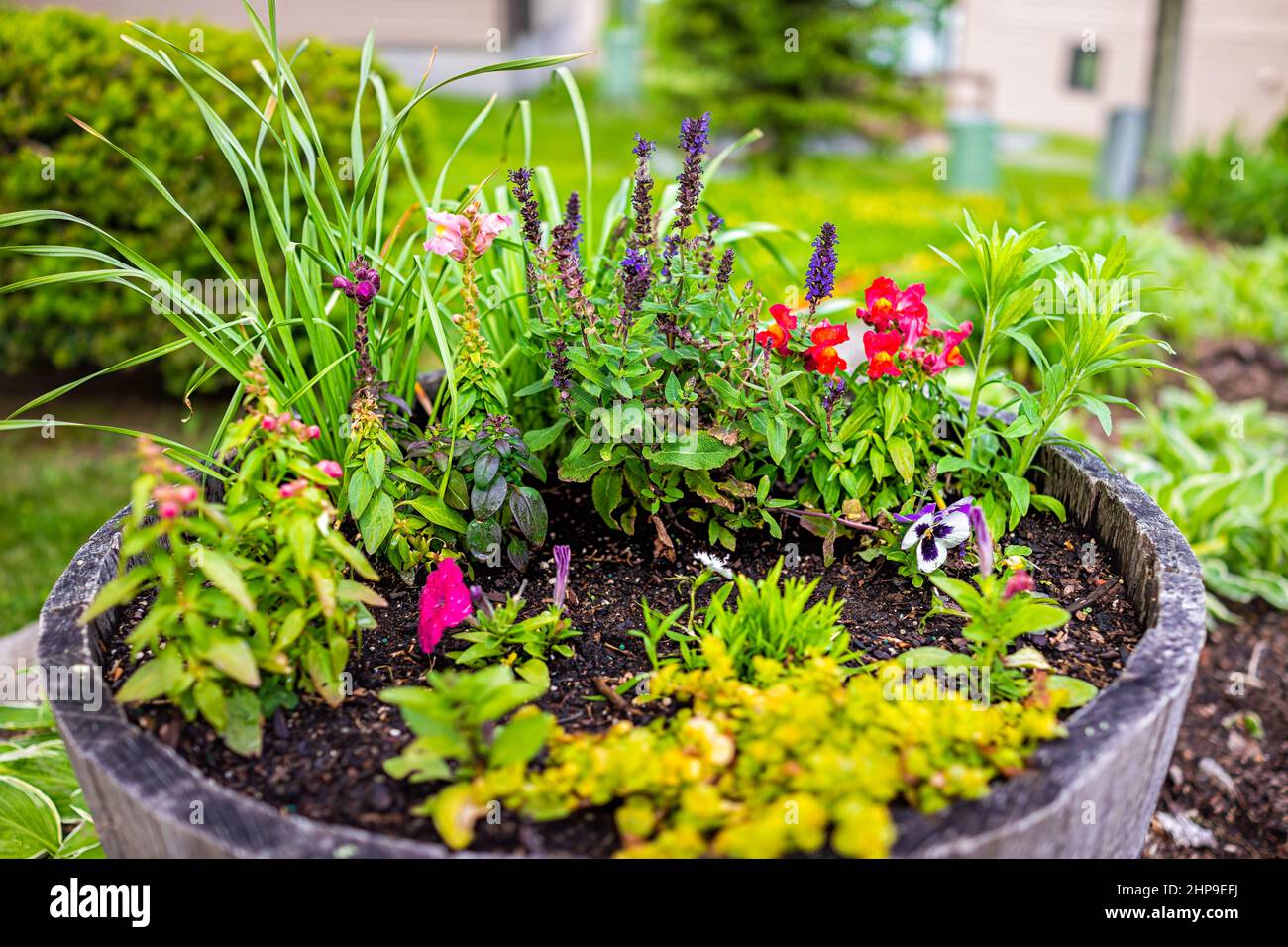 Garden park decoration closeup of potted flowers herbs outdoors with snapdragons, sage and prunella self-heal plants arrangement in large soil wooden Stock Photo