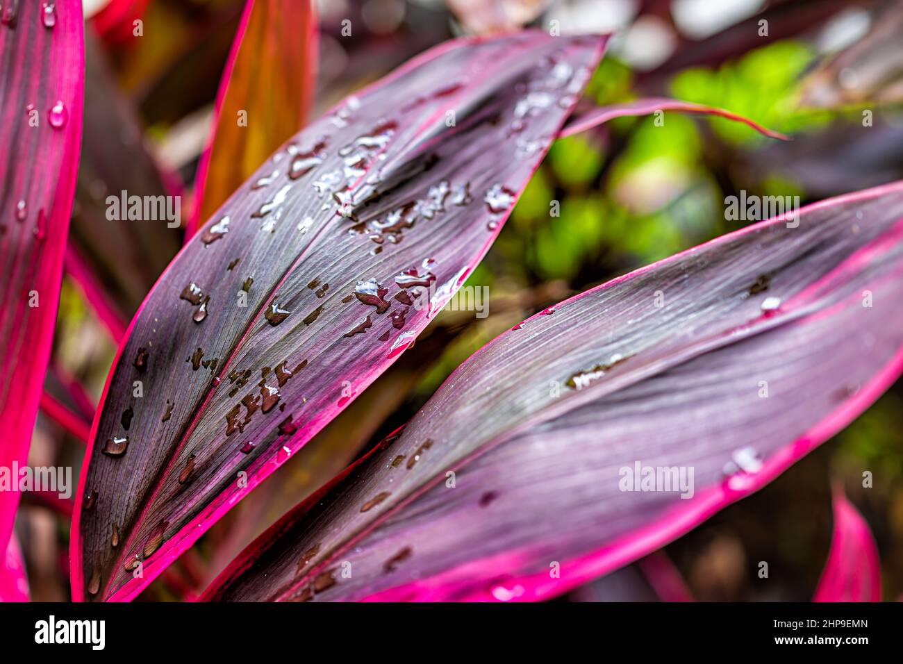 Broadleaf palm-lily cordyline fruticosa plant purple pink colorful