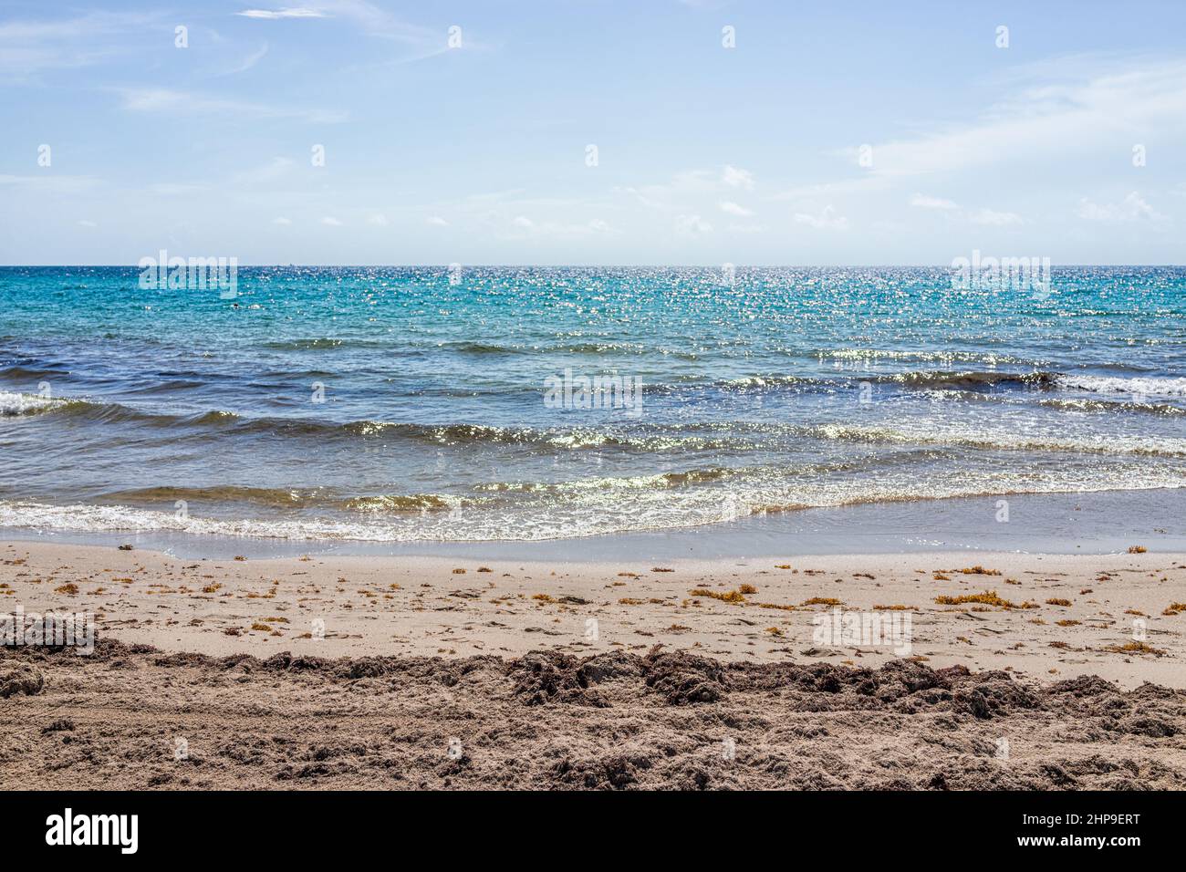 Floating sargassum seaweed atlantic hi-res stock photography and images - Alamy
