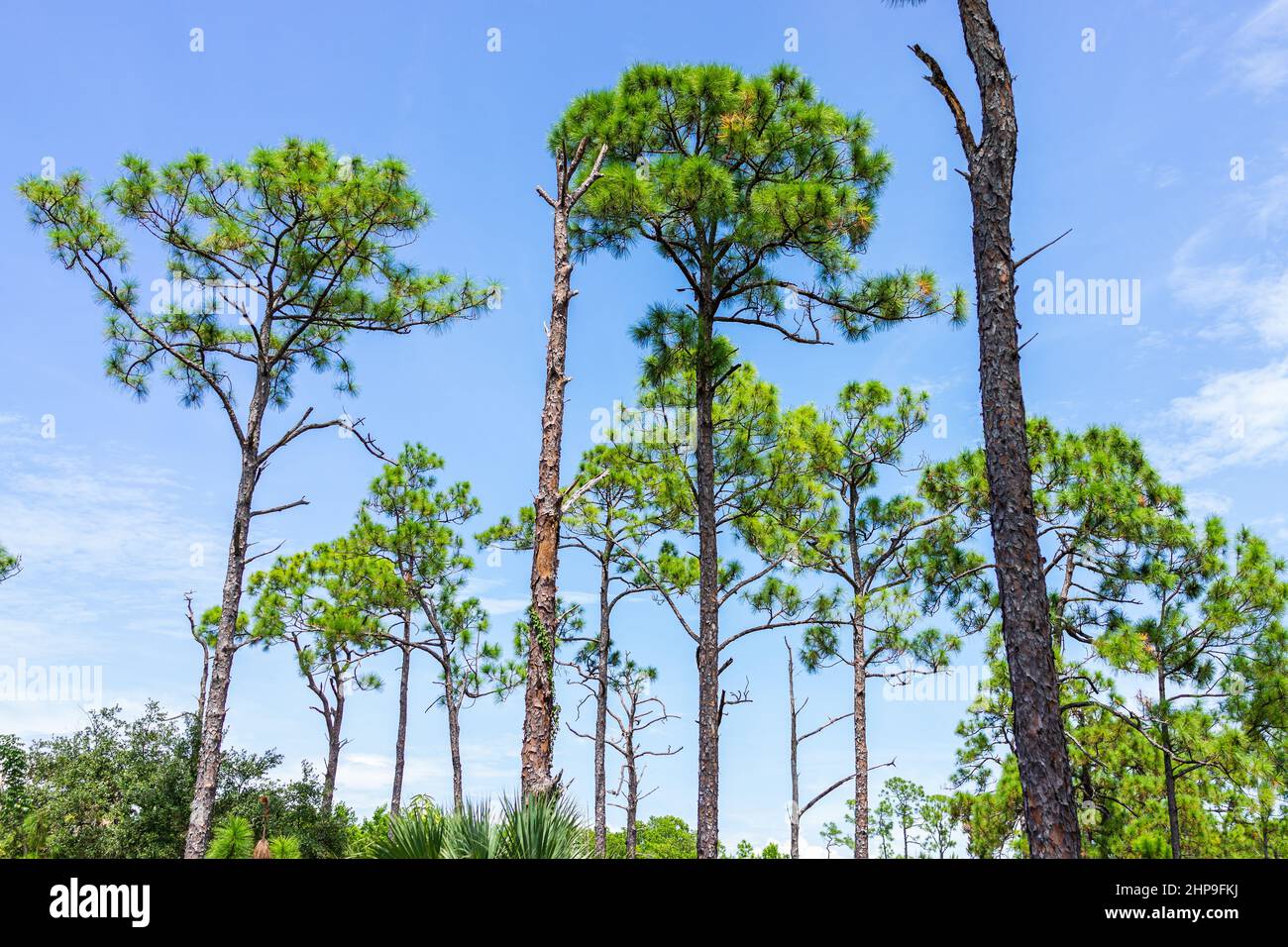 Naples, Florida Coller County Gordon River Greenway Park with forest landscape summer view of longleaf pine trees in blue sky Stock Photo