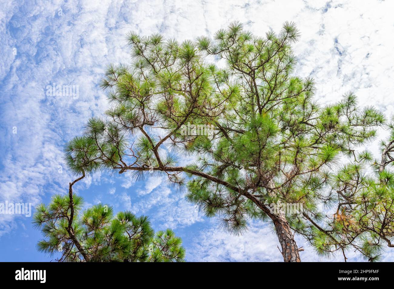 Low angle view of longleaf pine trees in blue sky in Naples, Florida Coller County Gordon River Greenway Park with forest landscape summer view Stock Photo