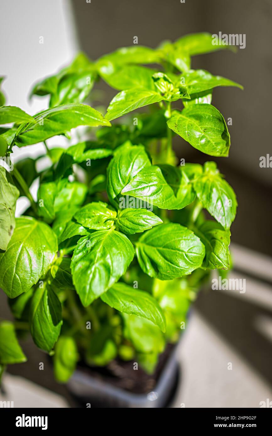 Potted herb green Italian sweet basil plant in garden pot growing food spice at home on balcony in sunlight closeup Stock Photo