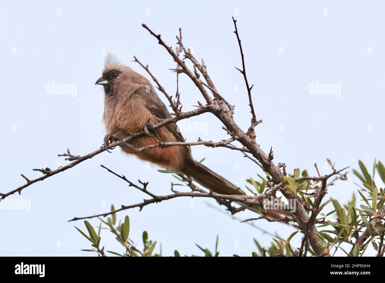 Speckled Mousebird, South Africa Stock Photo