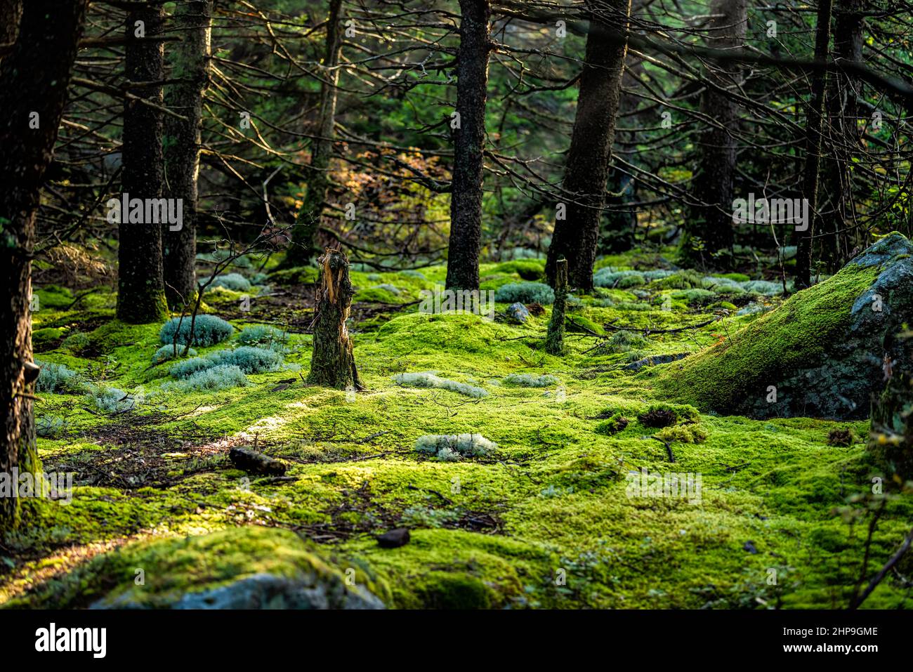 Huckleberry trail with magical enchanted moss forest ground floor in