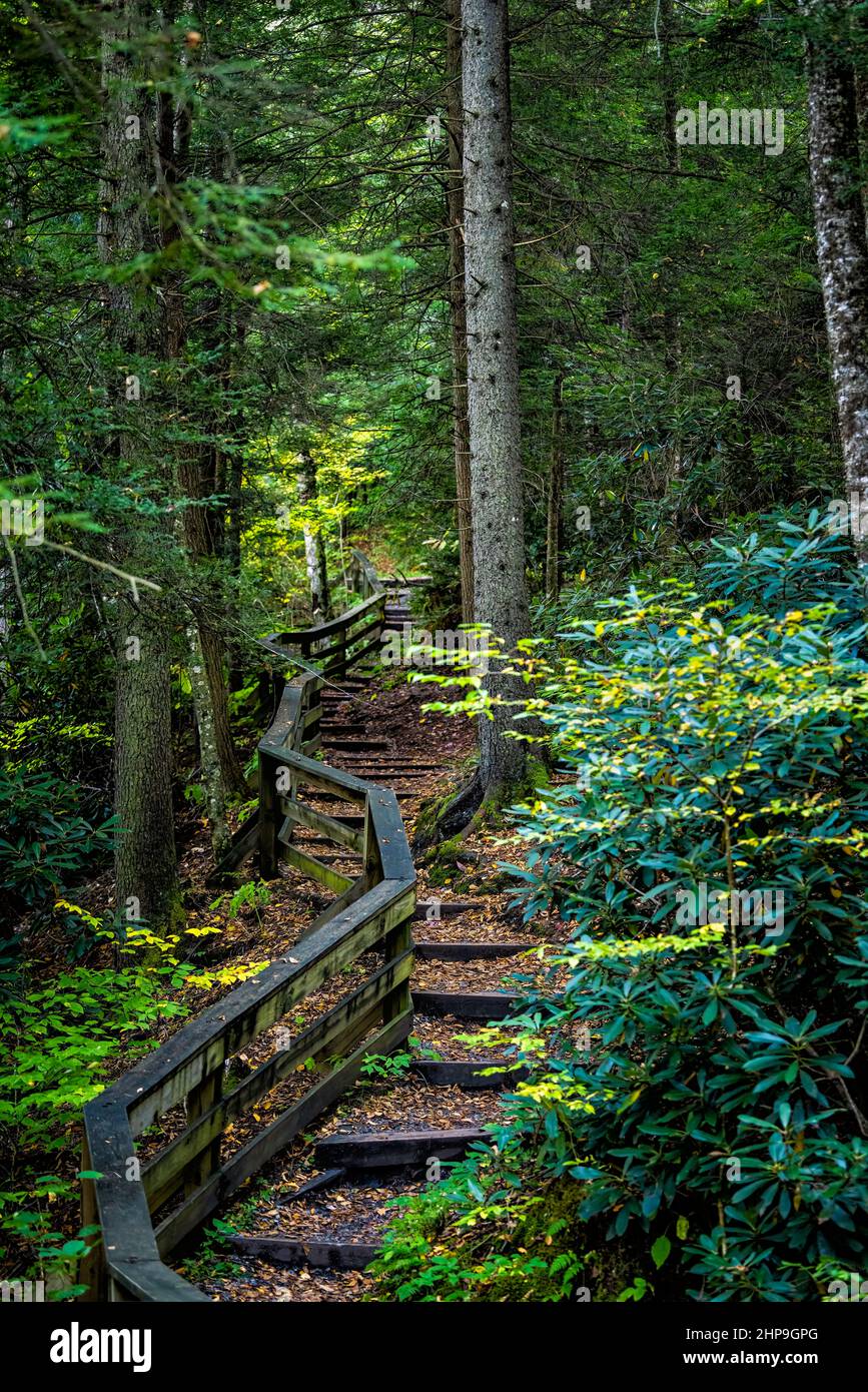 Wooden boardwalk steps stairs hiking trail to West Virginia Falls of