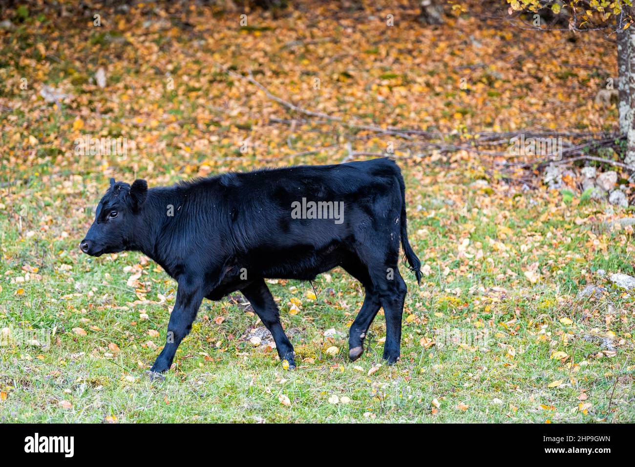One grass-fed black young cow, calf walking and grazing on pasture grass field in Highland county, Virginia rural countryside farm during colorful aut Stock Photo